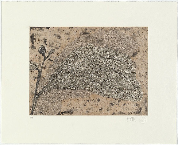 Artist: b'HALL, Fiona' | Title: b'Wattle and mantid' | Date: 2006 | Technique: b'etching, printed in black ink, from one plate'