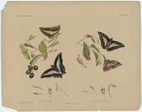 Artist: b'Scott, Helena.' | Title: b'Papilio sarpedon, Papilio eurypylus.' | Date: c.1865 | Technique: b'lithograph, printed in black ink, from one stone; hand-coloured'