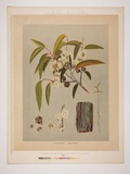 Artist: b'UNKNOWN' | Title: b'Eucalyptus capitellata' | Date: 1882 | Technique: b'lithograph, printed in colour, from multiple stones [or plates]'