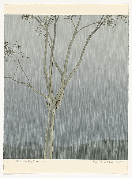 Artist: b'Rose, David.' | Title: b'Eucalypt in rain' | Date: 1977 | Technique: b'screenprint, printed in colour, from multiple stencils'