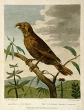 Artist: Skelton, William. | Title: 'Psittacus Australia.The Southern Brown Parrot | Date: 1792 | Technique: engraving, printed in black ink, from one copper plate; hand-coloured