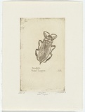 Artist: b'Lankester, Jo.' | Title: b'Hemiptera - water scorpion' | Date: 1995, December | Technique: b'etching, printed in black ink, from one plate'