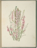 Artist: b'Charsley, Fanny Anne.' | Title: b'Epacris impressa [native heath].' | Date: 1867 | Technique: b'lithograph, printed in black ink, from one stone; handcoloured'