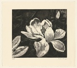 Artist: Harding, Nicholas. | Title: not titled [two magnolias] | Date: 2004 | Technique: aquatint, sugar-lift and open-bite, printed in black ink, from one