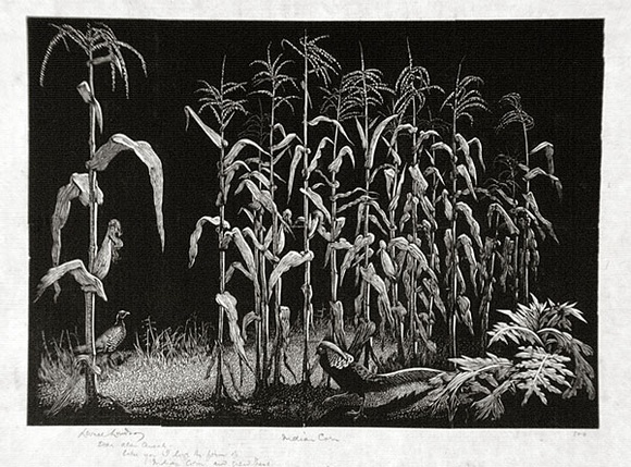 Artist: b'LINDSAY, Lionel' | Title: b'Indian corn' | Date: 1937 | Technique: b'wood-engraving, printed in black ink, from one block' | Copyright: b'Courtesy of the National Library of Australia'