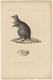 Title: b'Kanguroo \xc3\xa0 queue courte, femelle [Short-tailed kangaroo, female]' | Date: 1833 | Technique: b'engraving, printed in black ink, from one plate'