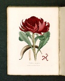 Title: b'Embothrium speciosissimum [Great embothrium or waratah].' | Date: 1793 | Technique: b'engraving, printed in black ink, from one copper plate; hand-coloured'