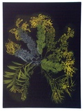 Artist: b'GRIFFITH, Pamela' | Title: b'A Garland of Wattle' | Date: 1985 | Technique: b'hardground-etching and aquatint, printed in colour, from two zinc plates' | Copyright: b'\xc2\xa9 Pamela Griffith'