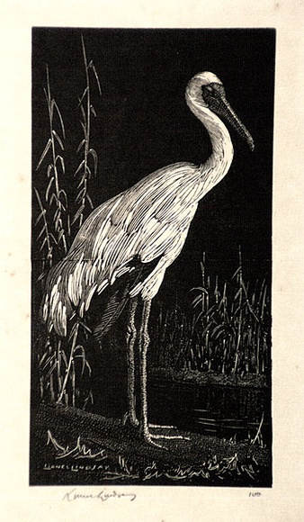 Artist: b'LINDSAY, Lionel' | Title: b'The white stork' | Date: 1925 | Technique: b'wood-engraving, printed in black ink, from one block' | Copyright: b'Courtesy of the National Library of Australia'