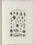 Title: b'Fossils of Victoria.' | Date: 1855-56 | Technique: b'engraving, printed in black ink, from one copper plate'