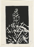 Artist: b'Grey-Smith, Guy' | Title: b'Yucca' | Date: 1975 | Technique: b'woodcut, printed in black ink, from one block'