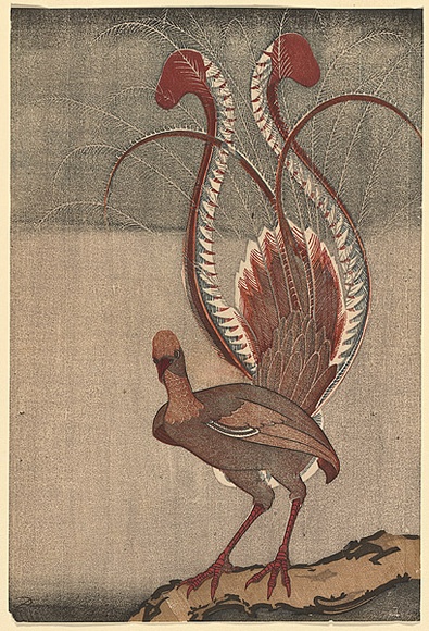 Artist: b'Haefliger, Paul.' | Title: b'not titled [Lyre bird]' | Date: 1931-33 | Technique: b'woodcut, printed in colour in the Japanese manner, from multiple blocks'