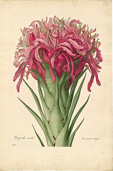 Artist: b'Bauer, Ferdinand.' | Title: b'Gymea lily.' | Date: 1806-13 | Technique: b'engraving, printed in colour, from one plate; hand-coloured; letterpress'