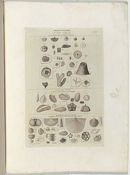 Title: b'Fossils of Victoria.' | Date: 1855-56 | Technique: b'engraving, printed in black ink, from one copper plate'