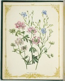 Artist: De Mole, Fanny. | Title: Lupin and flax. | Date: 1861 | Technique: lithograph, printed in black ink, from one stone; hand-coloured