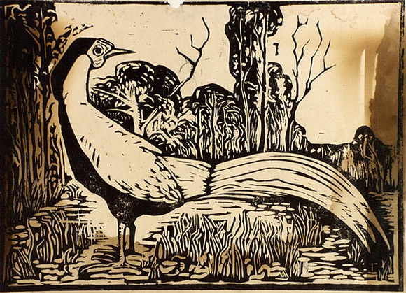 Artist: b'Taylor, John H.' | Title: b'The worried pheasant' | Date: 1967 | Technique: b'linocut, printed in black ink, from one block'