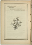 Title: b'not titled [prostranthera retusa].' | Date: 1861 | Technique: b'woodengraving, printed in black ink, from one block'