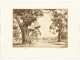Artist: PLATT, Austin | Title: Gum pastures | Date: 1945 | Technique: etching, printed in black ink, from one plate