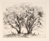 Artist: FEINT, Adrian | Title: Basket willow. | Date: (1922) | Technique: etching, printed in black ink, from one plate | Copyright: Courtesy the Estate of Adrian Feint