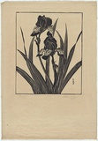 Artist: b'Jones, Kathleen.' | Title: b'Flag Iris' | Date: 1936 | Technique: b'linocut, printed in black ink, from one block'