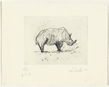 Artist: Powell, Andrew. | Title: not titled [rhinocerous] | Date: 1988 | Technique: photo etching and aquatint, printed in black ink, from one plate