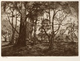 Artist: STOCKFELD, R.H. | Title: Rural scene, landscape gums | Date: c.1935 | Technique: etching, printed in black ink, from one plate