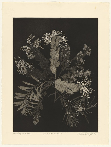 Artist: b'GRIFFITH, Pamela' | Title: b'A Garland of Wattle' | Date: 1985 | Technique: b'hardground-etching and aquatint, printed in black ink, from one zinc plate' | Copyright: b'\xc2\xa9 Pamela Griffith'