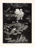 Artist: LINDSAY, Lionel | Title: The swan | Date: 1924 | Technique: wood-engraving, printed in black ink, from one block | Copyright: Courtesy of the National Library of Australia