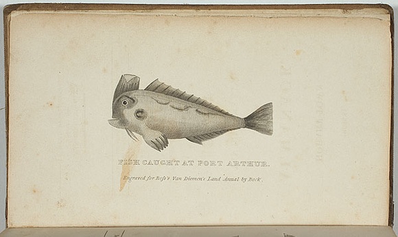 Title: b'Fish caught at Port Arthur.' | Date: 1835 | Technique: b'engraving, printed in black ink, from one copper plate'