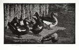 Artist: b'LINDSAY, Lionel' | Title: b'Muscovies' | Date: 1924 | Technique: b'wood-engraving, printed in black ink, from one block' | Copyright: b'Courtesy of the National Library of Australia'