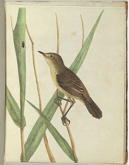 Artist: b'Lewin, J.W.' | Title: b'Reed warbler.' | Date: January 1805 | Technique: b'etching, printed in black ink, from one copper plate; hand-coloured'