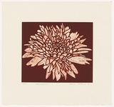 Artist: b'Forthun, Louise.' | Title: b'Chrysanthemum' | Date: 2001 | Technique: b'etching and aquatint, printed in red ink, from one plate'