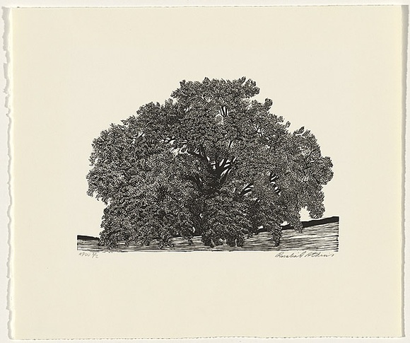 Artist: b'Atkins, Ros.' | Title: b'Oak' | Date: 1998, July | Technique: b'linocut, printed in black ink, from one block'