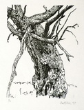 Artist: b'Miller, Max.' | Title: b'Tree, branches' | Date: 1971 | Technique: b'wood-engraving, printed in black ink, from one block'