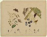 Title: b'Ophideres atkinsoni, Phloiopsyche eximia.' | Date: c.1865 | Technique: b'lithograph, printed in black ink, from one stone; hand-coloured'