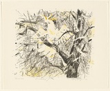 Artist: MACQUEEN, Mary | Title: Cockatoo | Date: 1982 | Technique: lithograph, printed in colour, from multiple plates | Copyright: Courtesy Paulette Calhoun, for the estate of Mary Macqueen