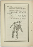 Title: b'not titled [acacia la trobei].' | Date: 1861 | Technique: b'woodengraving, printed in black ink, from one block'