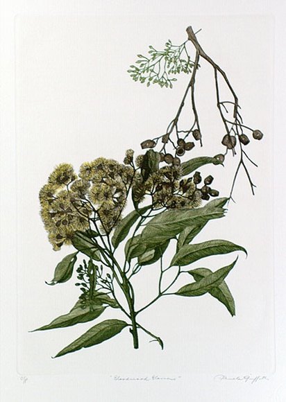 Artist: b'GRIFFITH, Pamela' | Title: b'Bloodwood Blossoms' | Date: 1989 | Technique: b'hardground-etching and aquatint, printed from one copper plate; additional hand-tinting' | Copyright: b'\xc2\xa9 Pamela Griffith'