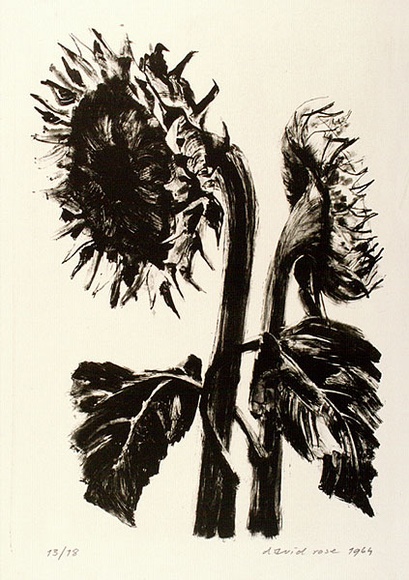 Artist: b'Rose, David.' | Title: b'Sunflowers' | Date: 1964 | Technique: b'lithograph, printed in black ink, from one stone'