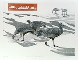 Artist: b'GRIFFITH, Pamela' | Title: b'Cape Barren Geese grazing' | Date: 1989 | Technique: b'hardground-etching and aquatint, printed from one copper plate' | Copyright: b'\xc2\xa9 Pamela Griffith'