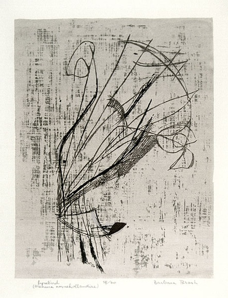 Artist: b'Brash, Barbara.' | Title: b'Lyrebird.' | Date: 1965 | Technique: b'screenprint, printed in colour, from six stencils'