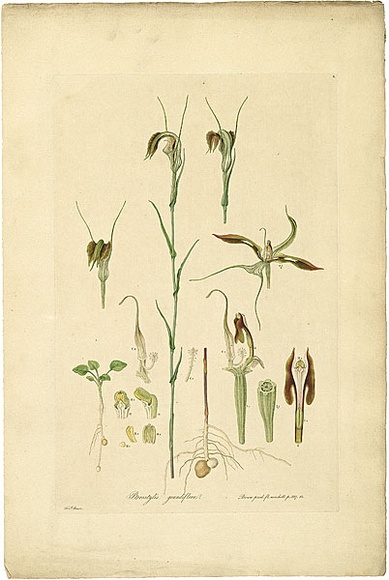 Artist: b'Bauer, Ferdinand.' | Title: b'Pterostylis grandiflora.' | Date: 1806-13 | Technique: b'engraving, printed in colour, from one plate; hand-coloured; letterpress'