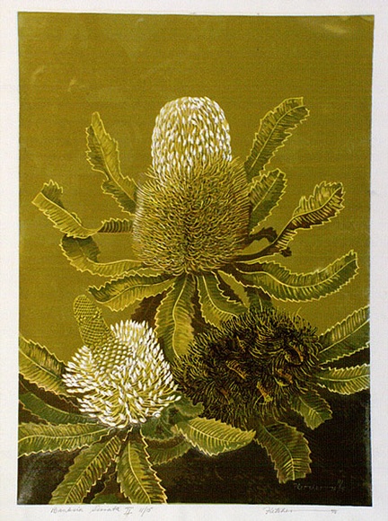 Artist: letcher, William. | Title: Banksia Serrata II. | Date: 1978 | Technique: screenprint, printed in colour, from multiple stencils | Copyright: With the permission of The William Fletcher Trust which provides assistance to young artists.