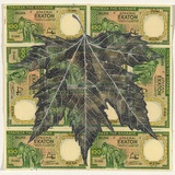 Artist: HALL, Fiona | Title: Plantanus orientalis - Oriental plane (Greek currency) | Date: 2000 - 2002 | Technique: gouache | Copyright: © Fiona Hall