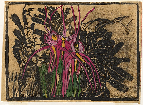 Artist: b'PRESTON, Margaret' | Title: b'Spider orchid.' | Date: 1939 | Technique: b'woodcut, printed in black ink, from one block; hand-coloured' | Copyright: b'\xc2\xa9 Margaret Preston. Licensed by VISCOPY, Australia'