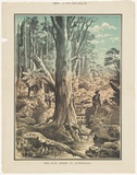 Title: The Gum Trees of Australia | Date: 1886 | Technique: lithograph, printed in colour, from four stones