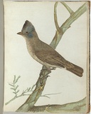 Artist: Lewin, J.W. | Title: Crested thrush. | Date: 1803-1805 | Technique: etching, printed in black ink, from one copper plate; hand-coloured