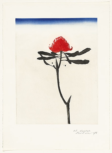 Artist: b'ROSE, David' | Title: b'Waratah' | Date: 1978 | Technique: b'aquatint, printed in colour, from one plate'