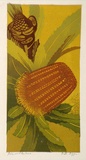 Artist: b'Higgs, Florence.' | Title: b'Firewood Banksia' | Date: c.1954 | Technique: b'linocut, printed in colour, from five blocks'