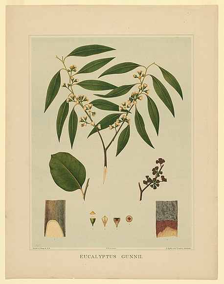 Artist: b'Fiveash, Rosa' | Title: b'Eucalyptus gunnii.' | Date: 1882 | Technique: b'lithograph, printed in colour, from multiple stones [or plates]'